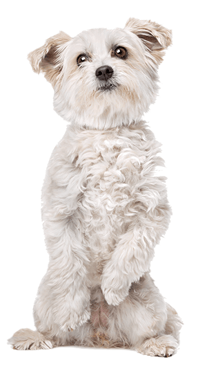 Image Title My Image