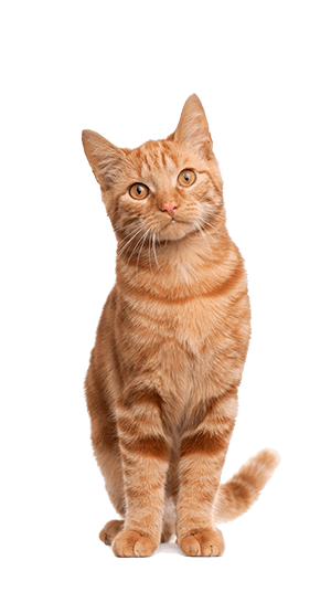 Image Title My Image